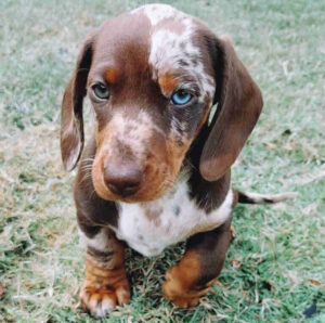 chocolate and cream mini dachshund