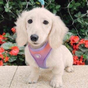 cream mini dachshund puppy