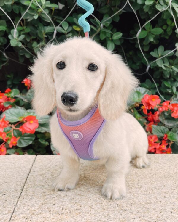cream mini dachshund puppy