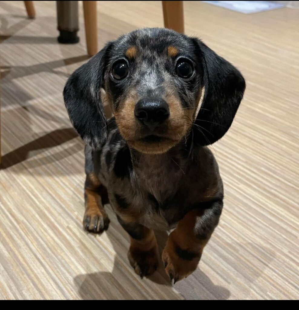 Mini Dachshund Puppies For Sale in AZ