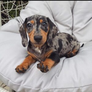 Tri Merle shorthaired Mini Dachshund