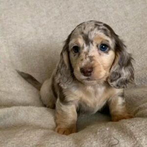 Brindle mini dachshund puppy