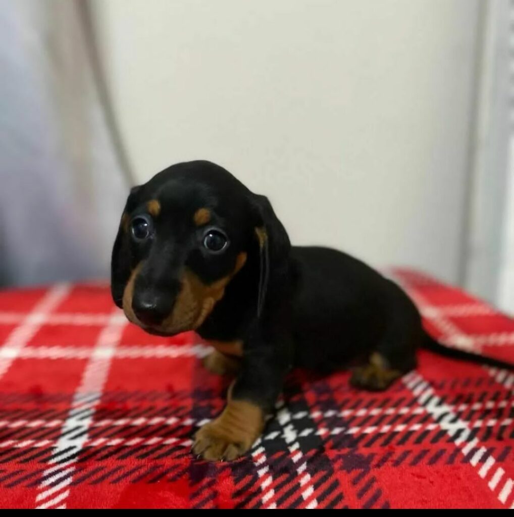 Mini Dachshund Puppies For Sale in CA, Find your perfect Mini Dachshund puppy for sale. A great reputable breeders since 2003