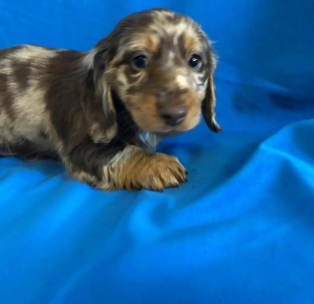 Mini Dachshund Puppies for sale near Michigan