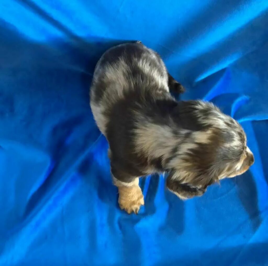 Mini Dachshund Puppies For Sale in CO