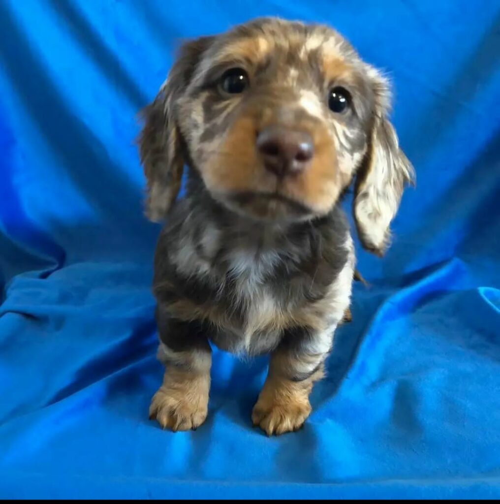 Mini Dachshund Puppies for sale near Mississippi