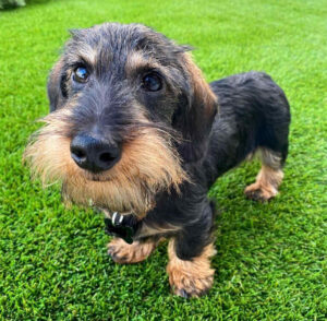 wirehaired mini dachshund puppy