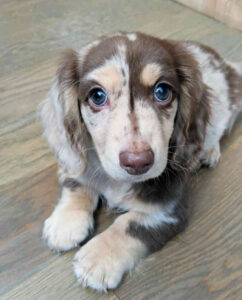 Tri Merle Longhaired Mini Dachshund