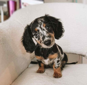 Tri Merle mini dachshund puppy