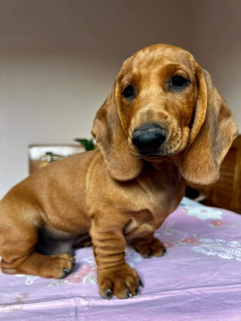 Mini Dachshund Puppies For Sale in MD