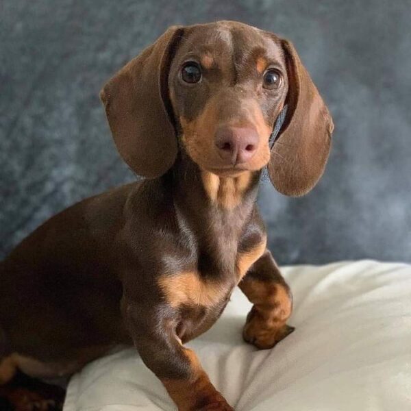 chocolate and tan mini dachshund