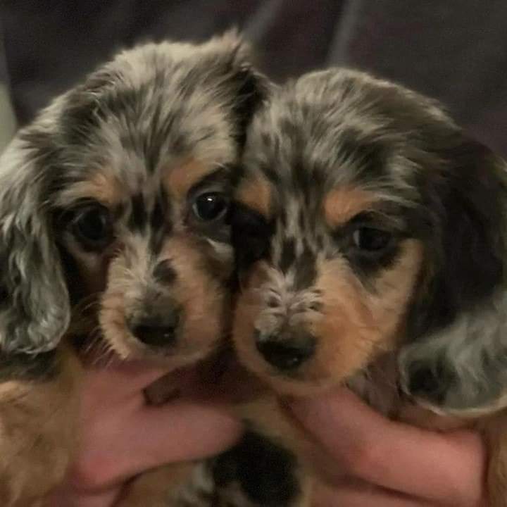Mini Dachshund Puppies For Sale near RI