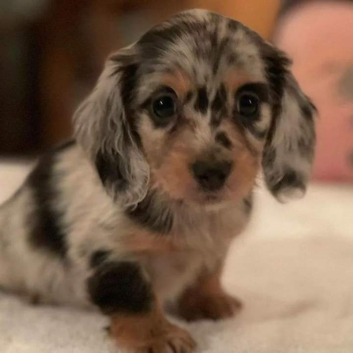 Mini Dachshund Puppies for sale near Wyoming