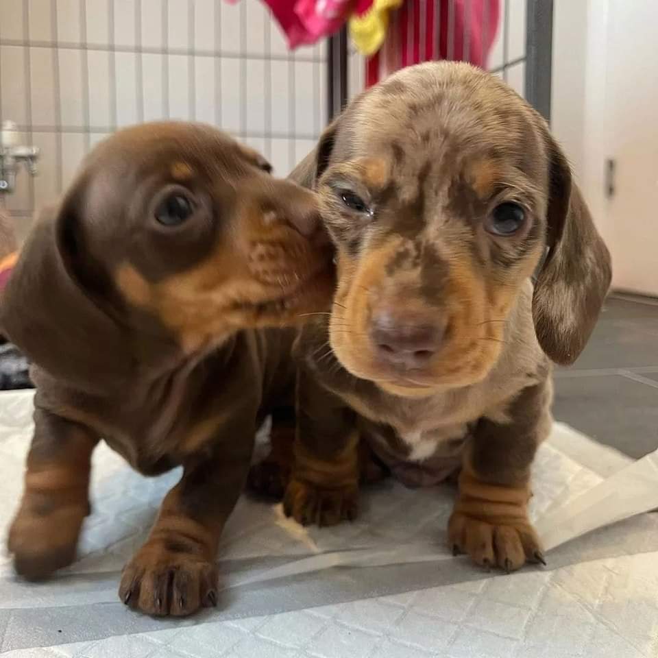 Mini Dachshund Puppies For Sale near ND