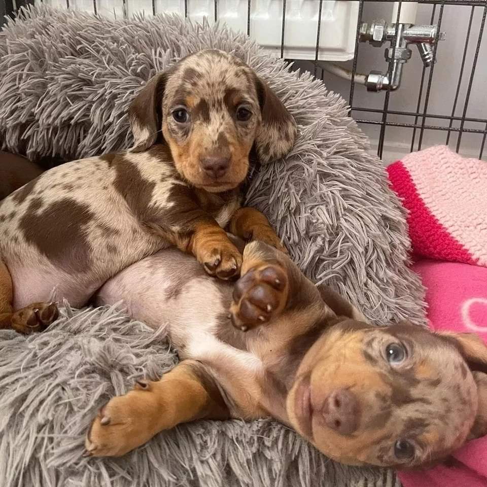 Mini Dachshund Puppies For Sale near AK