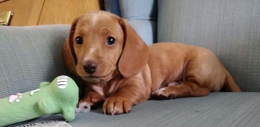 Mini Dachshund Puppies For Sale near CA