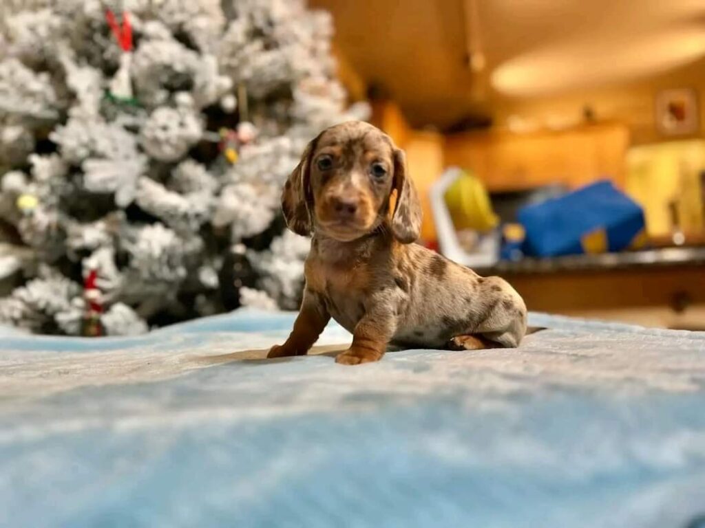 Mini Dachshund Puppies For Sale in MT