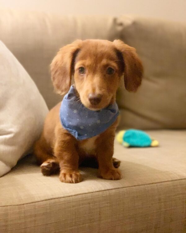 Longhaired Mini Dachshund Puppy