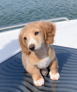 Longhaired Mini Dachshund Puppy