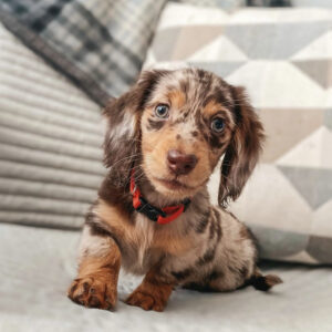 LONGHAIRED DAPPLE DACHDHUND