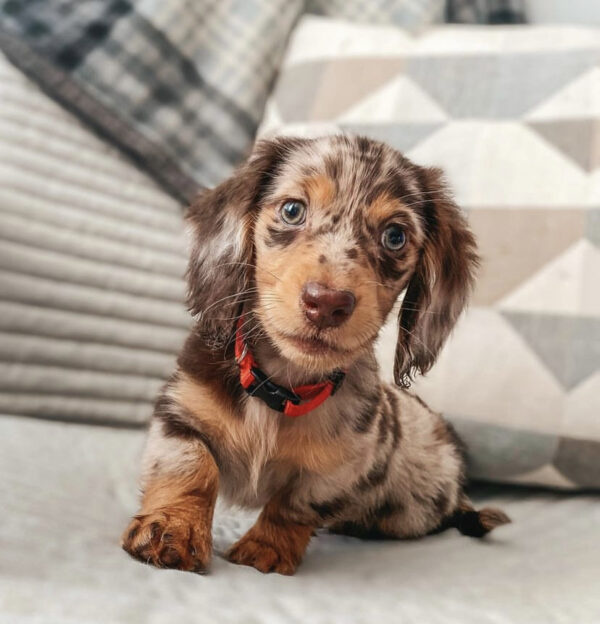 LONGHAIRED DAPPLE DACHDHUND