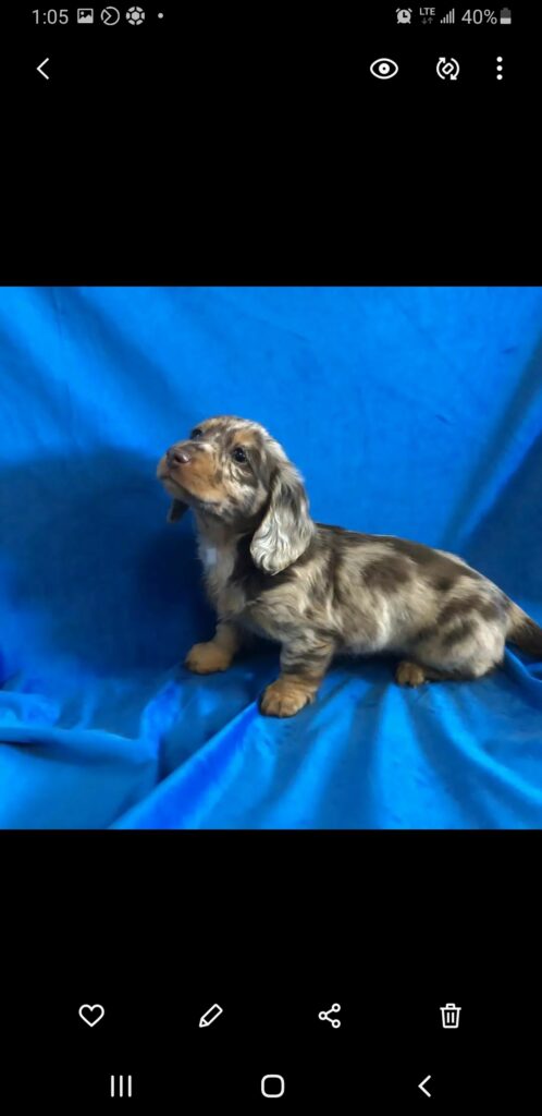 Mini Dachshund Puppies For Sale near MT