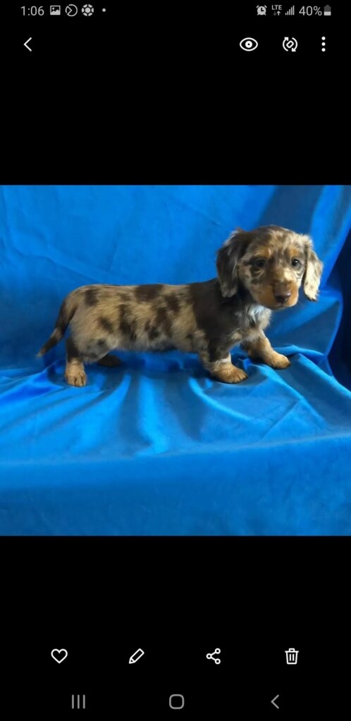 Mini Dachshund Puppies For Sale near NV