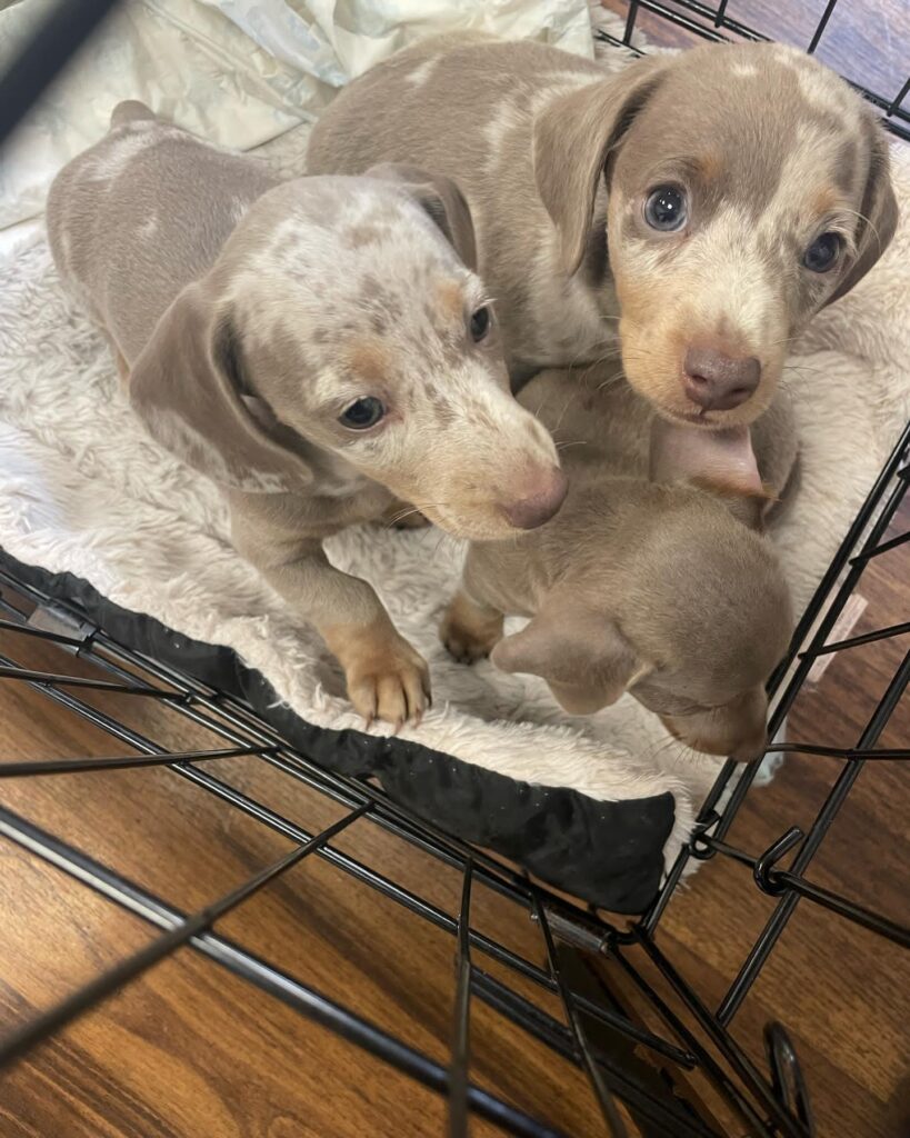 Mini Dachshund Puppies for sale near Missouri