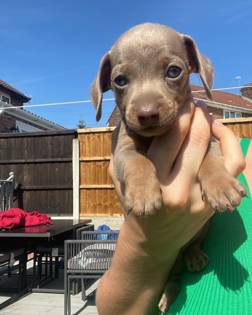 Mini Dachshund Puppies for sale near Montana