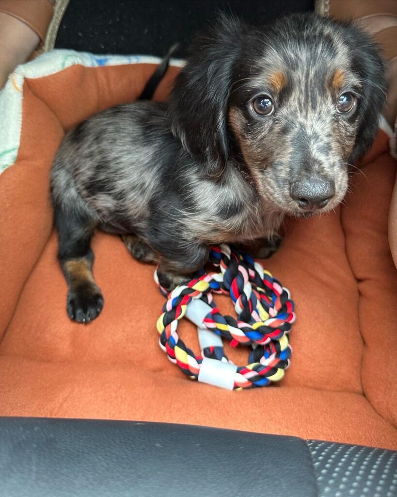 Mini Dachshund Puppies For Sale near TX