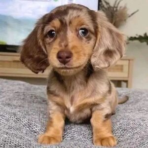 Longhaired dapple Mini Dachshund Puppy