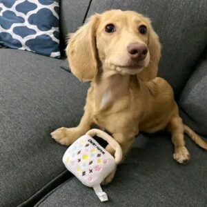 Cream smooth mini dachshund