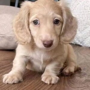cream miniature dachshund puppy