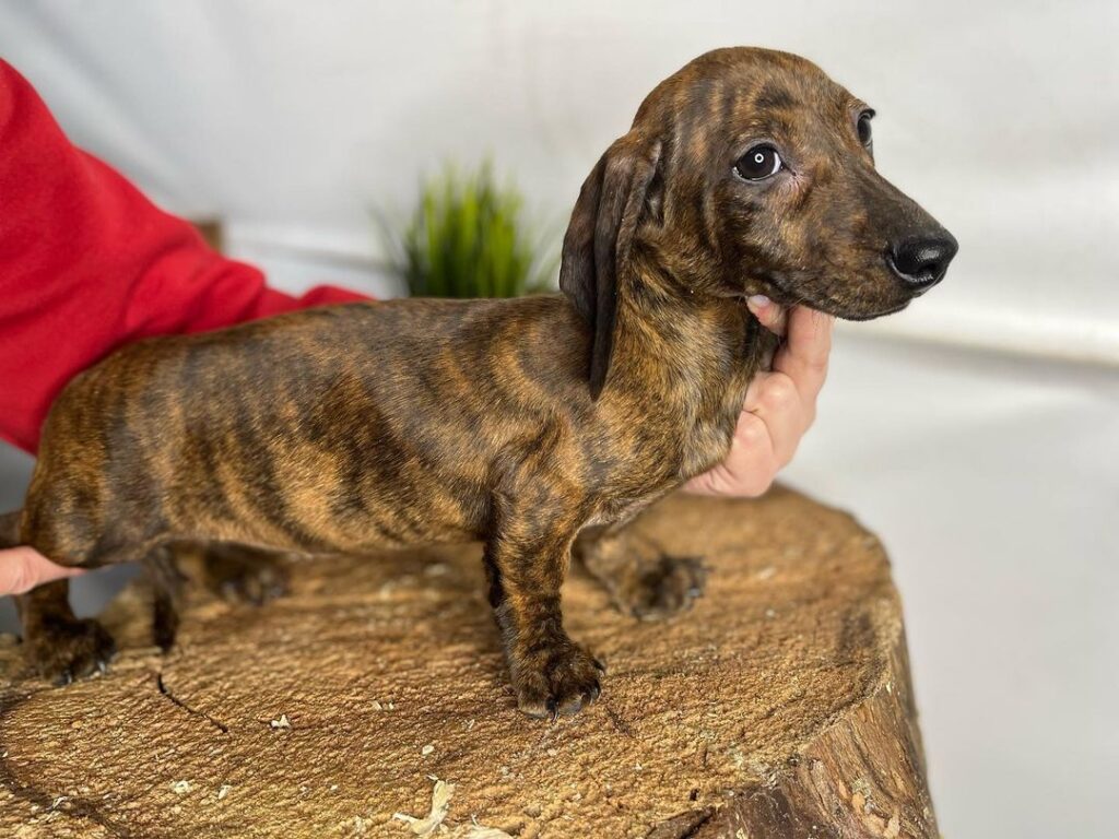 Mini Dachshund Puppies for sale near Nevada
