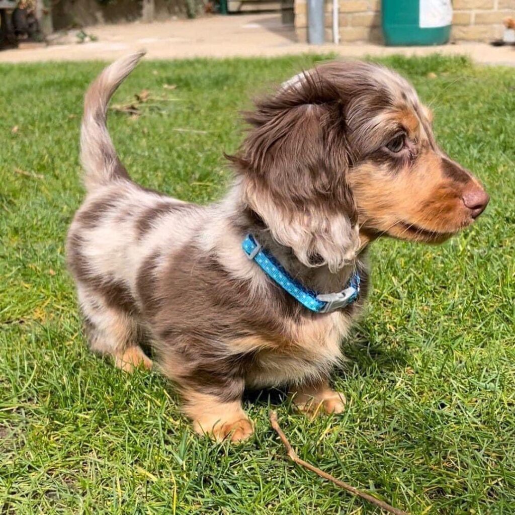 Mini Dachshund Puppies For Sale near VA