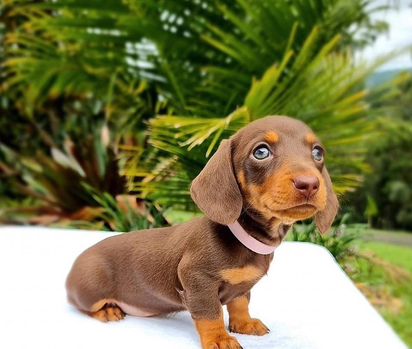 Mini Dachshund Puppies for sale near Oklahoma