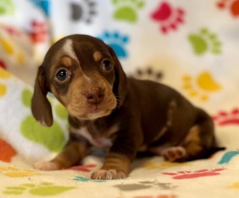 Mini Dachshund Puppies for sale near Pennsylvania