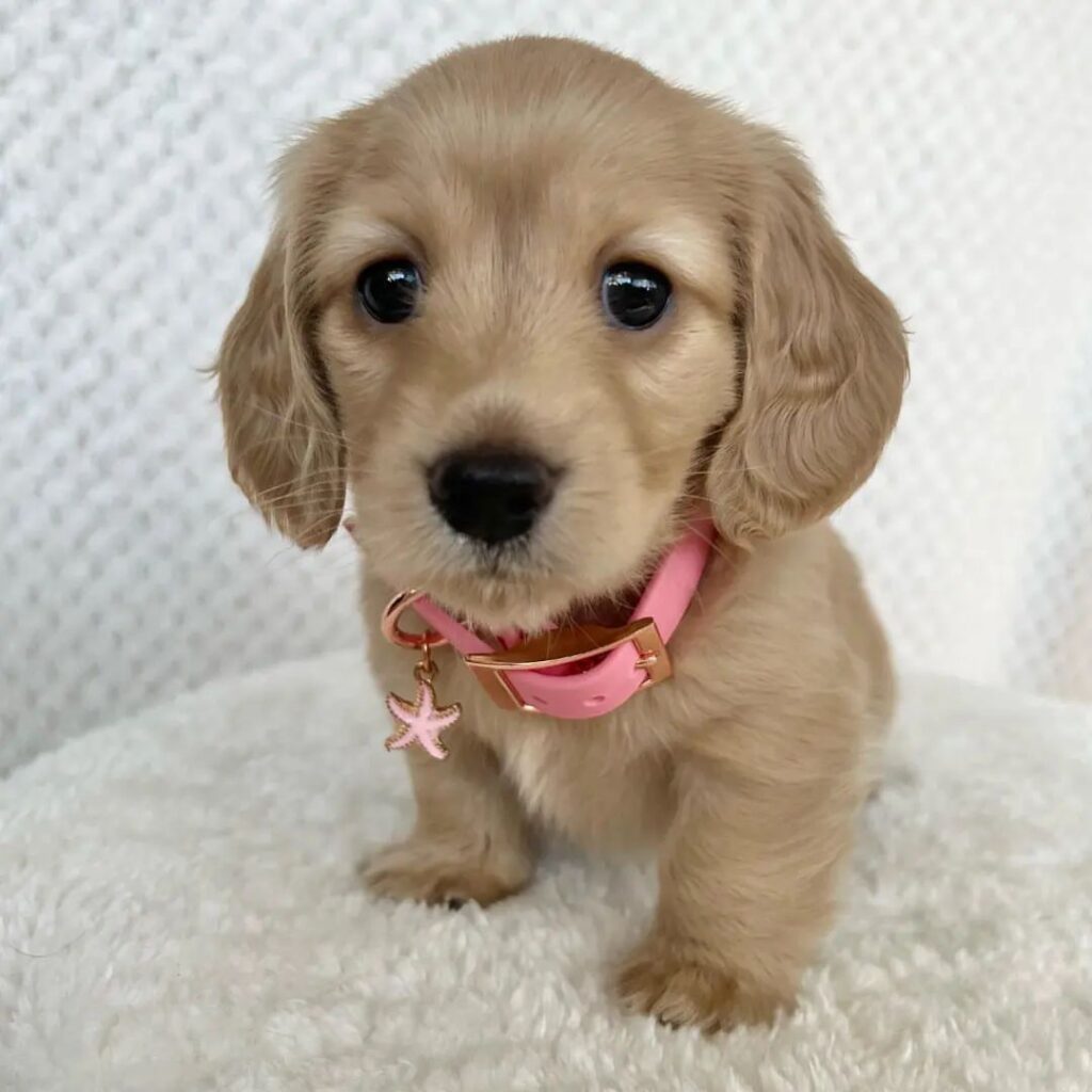 Mini Dachshund Puppies For Sale in IA