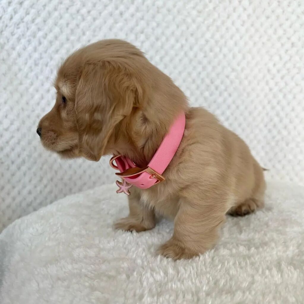 Mini Dachshund Puppies for sale near Texas