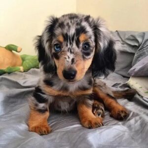Dapple longhaired mini dachshund puppy