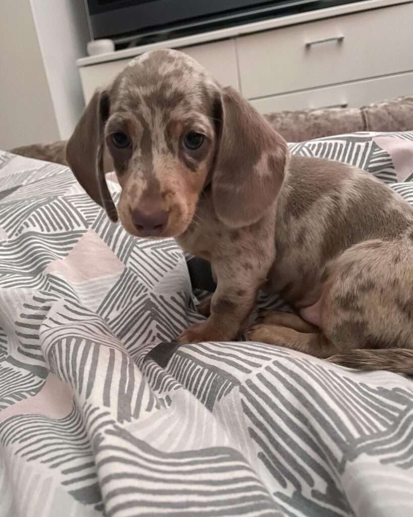 Mini Dachshund Puppies For Sale in LA