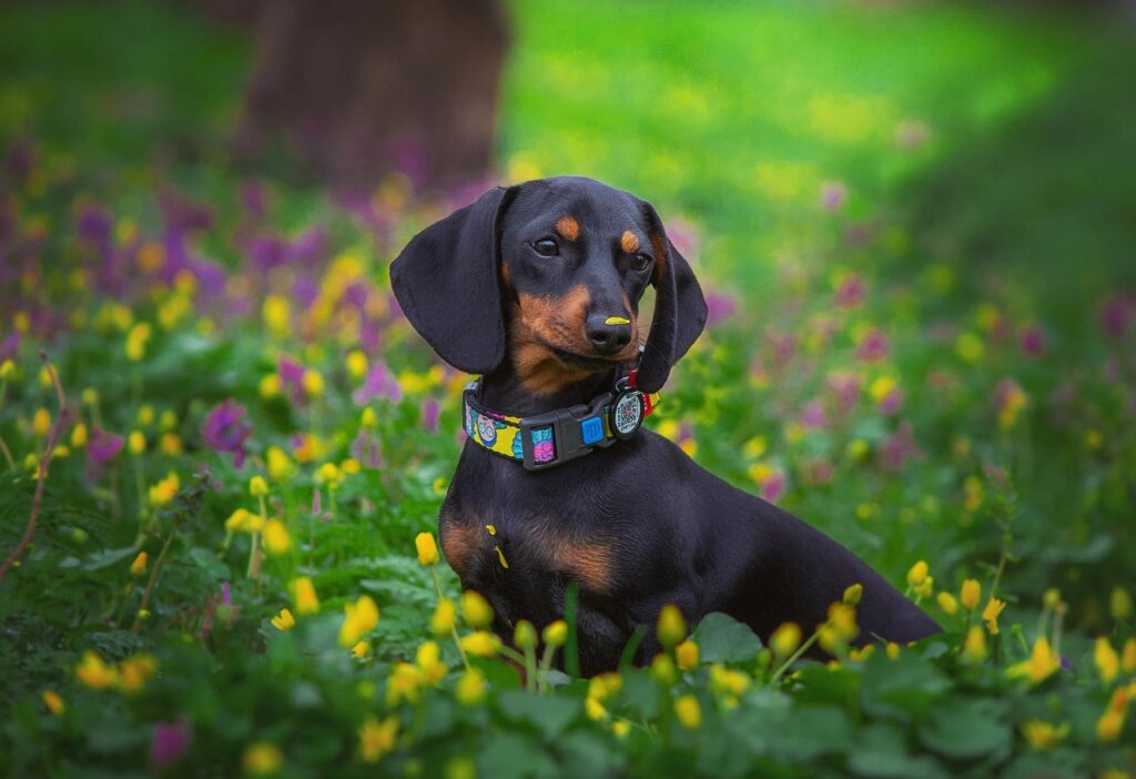 Mini Dachshund Puppies For Sale in AK, Find your perfect Mini Dachshund puppy for sale. A great reputable breeders since 2003