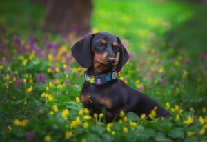 Mini dachshund puppies