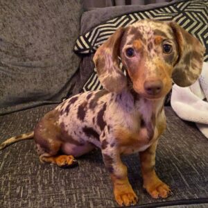 Tri Merle mini dachshund
