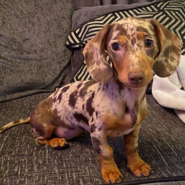 Tri Merle mini dachshund