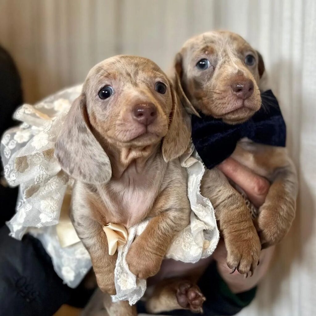 Mini Dachshund Puppies for sale near Vermont