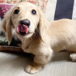 longhaired cream mini dachshund