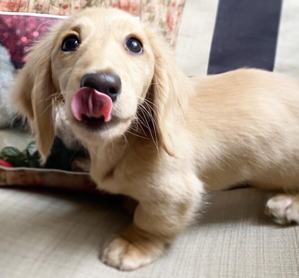 longhaired cream mini dachshund