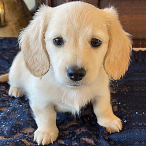 cream mini dachshund puppy