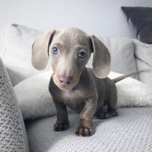 Smooth Mini Dachshund Puppy